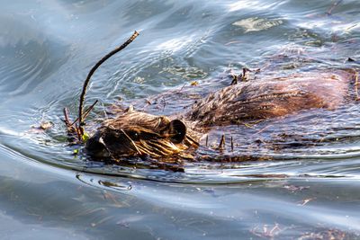 Beaver with a mouthful.jpg