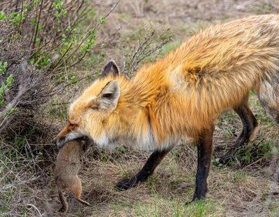 Fox catching a ground squirrel.jpg