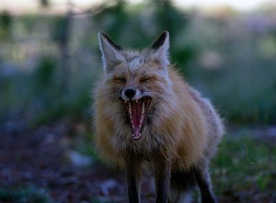 Fox yawning.jpg