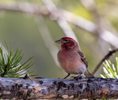 Purple Finch at Colter Bay.jpg