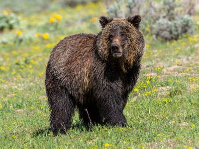 Scowl of the grizzly.jpg