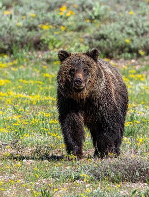 Young bear in the wildflowers vertical.jpg