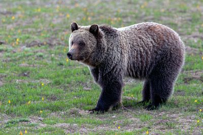 Young grizzly bear near Pilgrim Creek.jpg