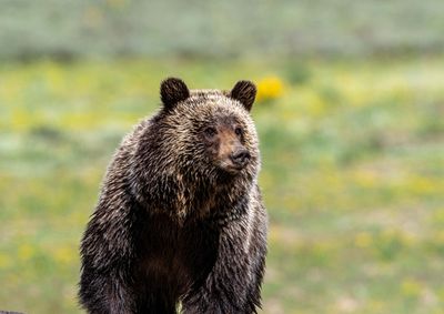 Young Grizzly Closeup.jpg