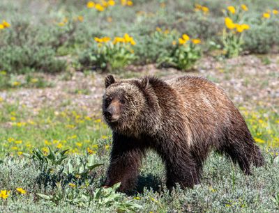Young grizzly in Grand Teton near Pilgrim Creek.jpg
