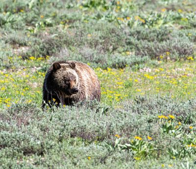 Young grizzly in the wildflowers.jpg
