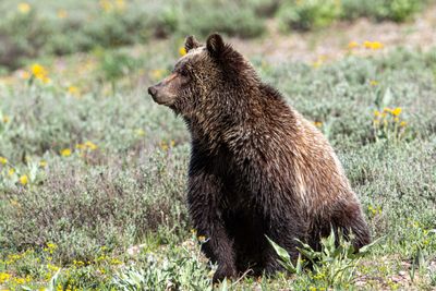 Young grizzly looking left.jpg