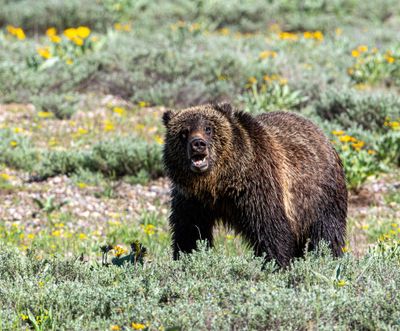 Young grizzly near Pilgrim Creek.jpg