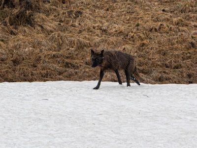 Black Wapiti Lake pack wolf loping on the snow.jpg