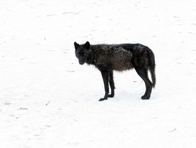 Black Wapiti Lake pack wolf on the snowpack looking back.jpg