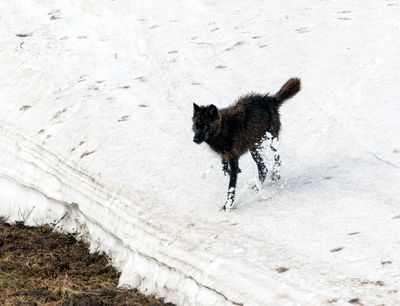 Black Wapiti Lake pack wolf sliding down the snowy hill.jpg