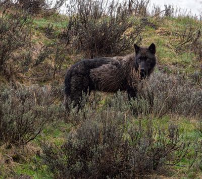 Black Wapiti Lake pack wolf standing in the brush.jpg