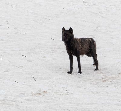 Black Wapiti Lake pack wolf staring off across the snow.jpg