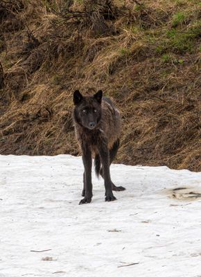 Black Wapiti Lake pack wolf vertical.jpg