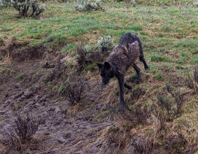 Black Wapiti Lake pack wolf walking down the hill through the grass.jpg