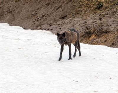 Black Wapiti Lake pack wolf walking in the snow by the hillside.jpg