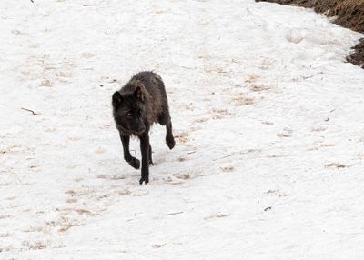 Black Wapiti Lake pack wolf walking on the snow looking right.jpg