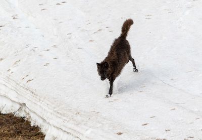 Black Wapiti Wolf Sliding in the snow.jpg