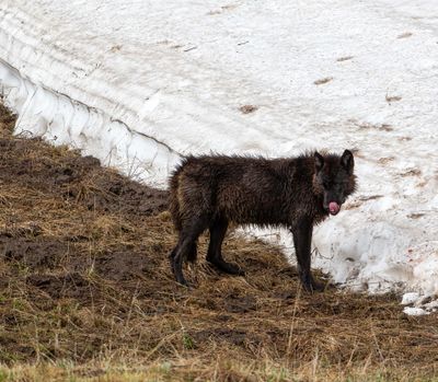 Black wolf licking his chops.jpg