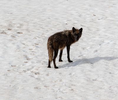 Black Wolf on the snow looking over his shoulder.jpg