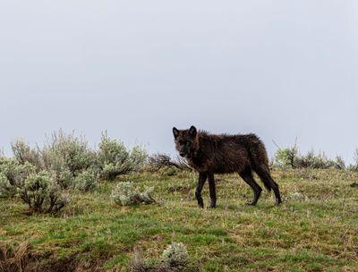 Black Wolf on the top of the hill.jpg