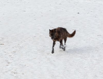 Black Wolf Running Through the Snow.jpg