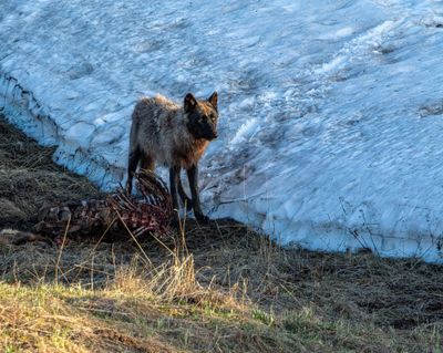 Black wolf staring across the valley.jpg