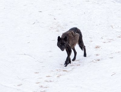 Black wolf walking in the snow.jpg