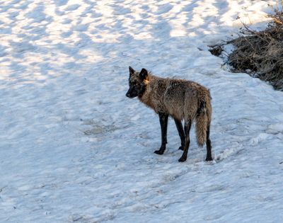 Brindle Wolf Looking Back.jpg