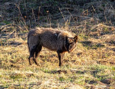 Brindle Wolf Looking into the Sun.jpg