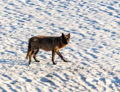 Brindle Wolf on the Snow.jpg