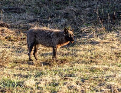 Brindle Wolf.jpg