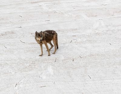 Grey Wapiti Lake pack wolf on the snow pack looking back.jpg