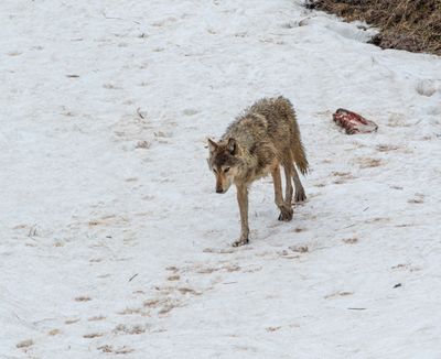 Grey Wapiti Lake pack wolf on the snowy hillside.jpg