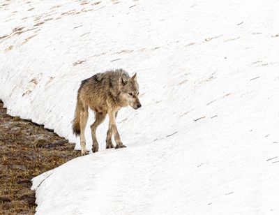 Grey Wapiti Lake pack wolf.jpg
