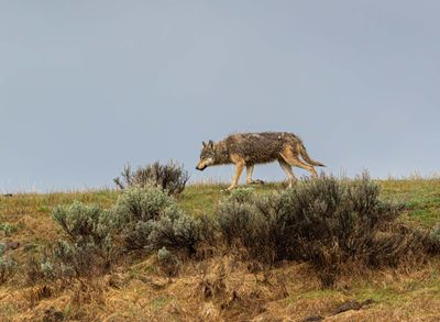 Grey Wapiti Lake wolf on the crest of the hill.jpg