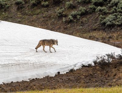 Grey Wapiti Lake wolf walking on the snow.jpg