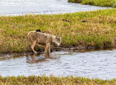 Grey wolf drinking from Alum Creek.jpg