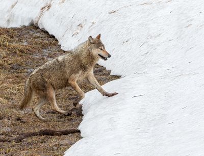 Grey Wolf getting ready to climb the hill.jpg