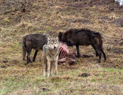Grey Wolf on the Watch by the Kill.jpg