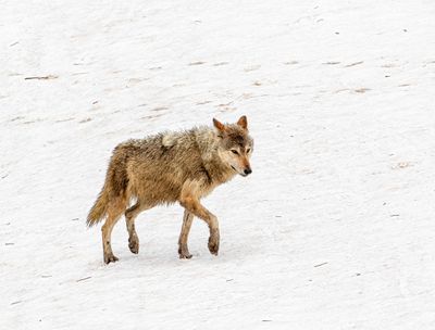 Grey Wolf Prancing on the Snow.jpg