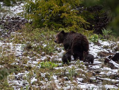 Grizzly Sow with Two COY Out the East Entrance Road.jpg