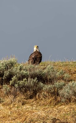 Juvenile Bald Eagle waiting his turn.jpg