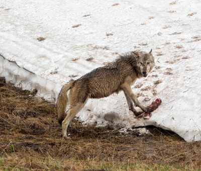 Rough looking grey Wapiti Lake pack wolf.jpg