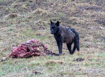 Wapiti Lake black wolf by the elk carcass at Alum Creek.jpg