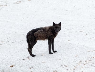 Wapiti Lake black wolf on the snow looking back.jpg