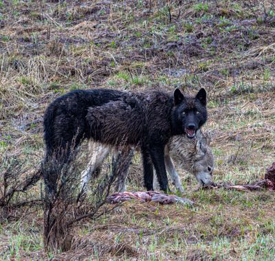 Wapiti Lake pack black and grey wolf on a carcass at Alum Creek.jpg
