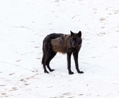 Wapiti Lake pack black wolf on the snow staring back.jpg