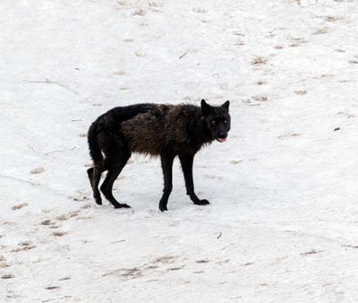 Wapiti Lake pack black wolf on the snow with his tongue out.jpg