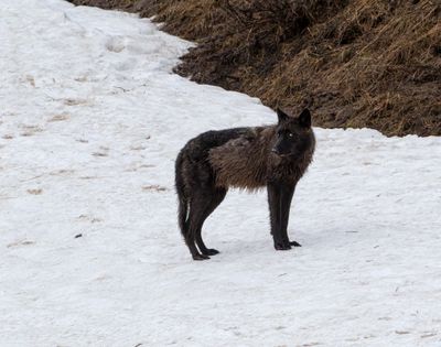 Wapiti Lake pack black wolf on the snowy hill looking left.jpg
